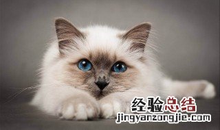 周公解梦梦见猫 周公解梦梦见猫攻击自己