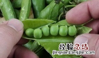 碗豆的最好储存方法 怎样储存碗豆
