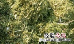 干玉米草的储存方法 怎样储存干玉米草