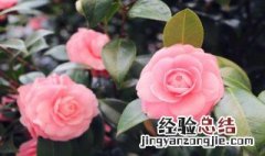 花叶子有虫子怎么办 花叶子有虫子的方法