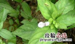 狗肝菜的功效与作用 狗肝菜的功效与作用禁忌