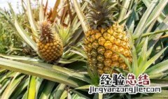 菠萝的栽植与养护 菠萝花的养殖方法和注意事项