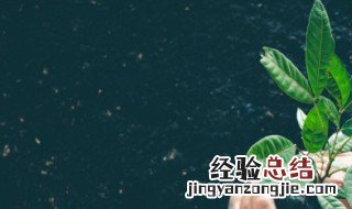 青叶吊竹梅怎么养 青叶吊竹梅养殖方法