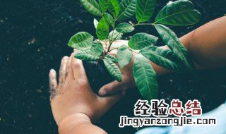 幸福树叶子出油怎么办 幸福树树叶冒油的原因