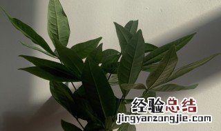 发财树养死了代表什么 发财树简介