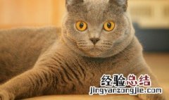 饲养猫咪的正确方法 饲养猫咪的正确方法有哪些