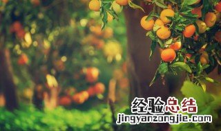 花叶青木怎么养 花叶青木的养殖方法