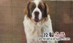 圣伯纳犬的饲养方法 圣伯纳犬的饲养方法有哪些