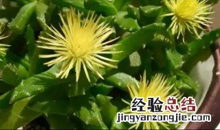 芳香波怎样繁殖 芳香波的养殖方法