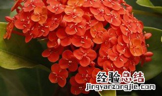 仙丹花怎么养殖方法 仙丹花养殖方法和注意事项