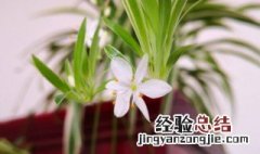 让吊兰开花不断的养殖方法是什么 让吊兰开花不断的养殖方法