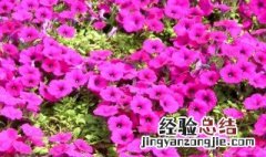 矮牵牛的种植方法 矮牵牛怎么种植