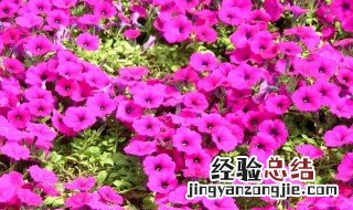 矮牵牛的种植方法 矮牵牛怎么种植