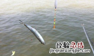 下午三点适合钓鱼吗 三伏下午几点钓鱼合适