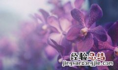 兰花浇水的正确方法和注意事项图片 兰花浇水的正确方法和注意事项