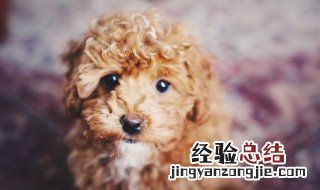 泰迪犬的寿命一般是多少年 泰迪犬的寿命