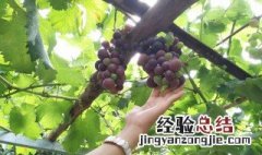 葡萄种植几年挂果 葡萄栽培几年后挂果