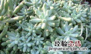 玉米石的养殖方法6个技巧 玉石玉米