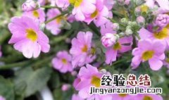 樱花草的养殖方法和日常养护小常识图片 樱花草的养殖方法和日常养护小常识