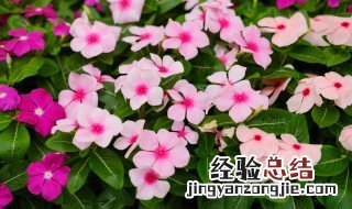 长春花什么时候换盆 长春花春季养花换盆