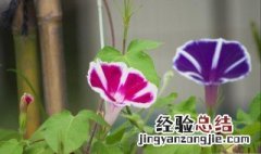 牵牛花养殖方法 牵牛花养殖方法视频