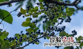 白檀仙人掌怎么养殖 白檀仙人掌的养殖方法和注意事项