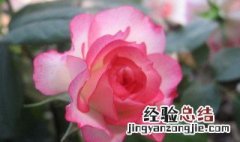 月季花夏季的养殖方法 月季花夏季的养殖方法视频