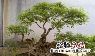 黄荆树桩盆景怎样栽种 黄荆树桩盆景栽种方法