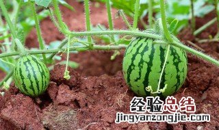 西瓜怎么种植的方法 西瓜种植的方法