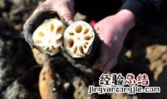 藕怎么种出来 藕的种植方法