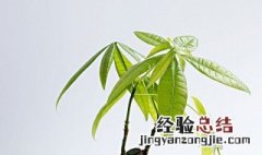 怎样养发财树才能又绿又旺盛 五种方法让你的发财树越养越发财