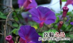 矮牵牛花种子播种方法 矮牵牛花种子怎么播种