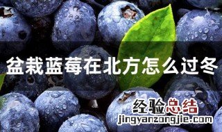 北方种植蓝莓怎么越冬 盆栽草莓过冬方法分享