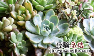 多肉盆景怎么养护 多肉植物盆景的养殖方法