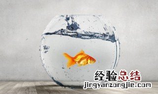 为什么鱼食不能喂太多 鱼食喂太多容易