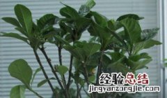 冬季盆栽栀子树修剪方法 怎么修剪栀子花