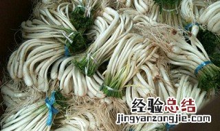 藠头什么时候成熟上市 藠头是什么时候种植的