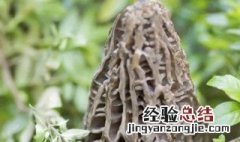 四大菌王是哪些 四大菌王介绍