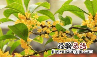 桂花培根方法 桂花的培根方法简述