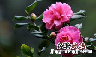 茶花一年四季施肥技巧 茶花一年四季怎么施肥