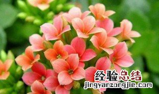 各种花的寓意是什么呢 各种花的寓意是什么