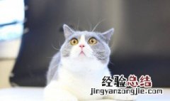 猫的制服方法 猫的制服方法介绍