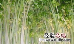 白芹施肥方法 如何施肥西芹