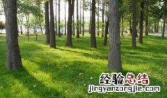 湖北黄杨种植方法 湖北黄杨种植方法介绍