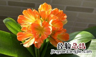 君子兰可以放客厅吗风水好吗 君子兰可以放客厅吗