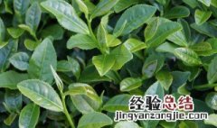 茶树什么时候剪枝最好 茶树什么时候剪枝最好活