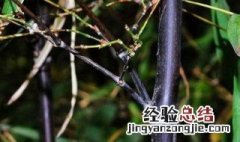 乌竹种植方法 乌该怎么养殖与栽培