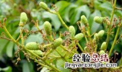 荔枝授粉的正确方法 荔枝苗培育方法