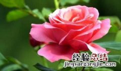 广东月季花修剪方法 月季花要怎样修剪