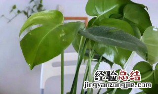龟背竹幼苗养护技巧 龟背竹幼苗怎么养护